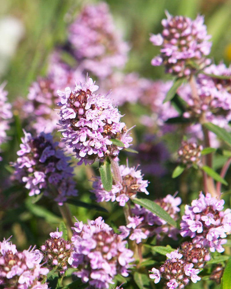 Detailaufnahme von Thymian mit rosafarbenen Blüten