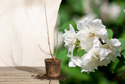 Titelbild mit jungem Pfeifenstrauch und weiße Blüte des Philadelphus x virginalis