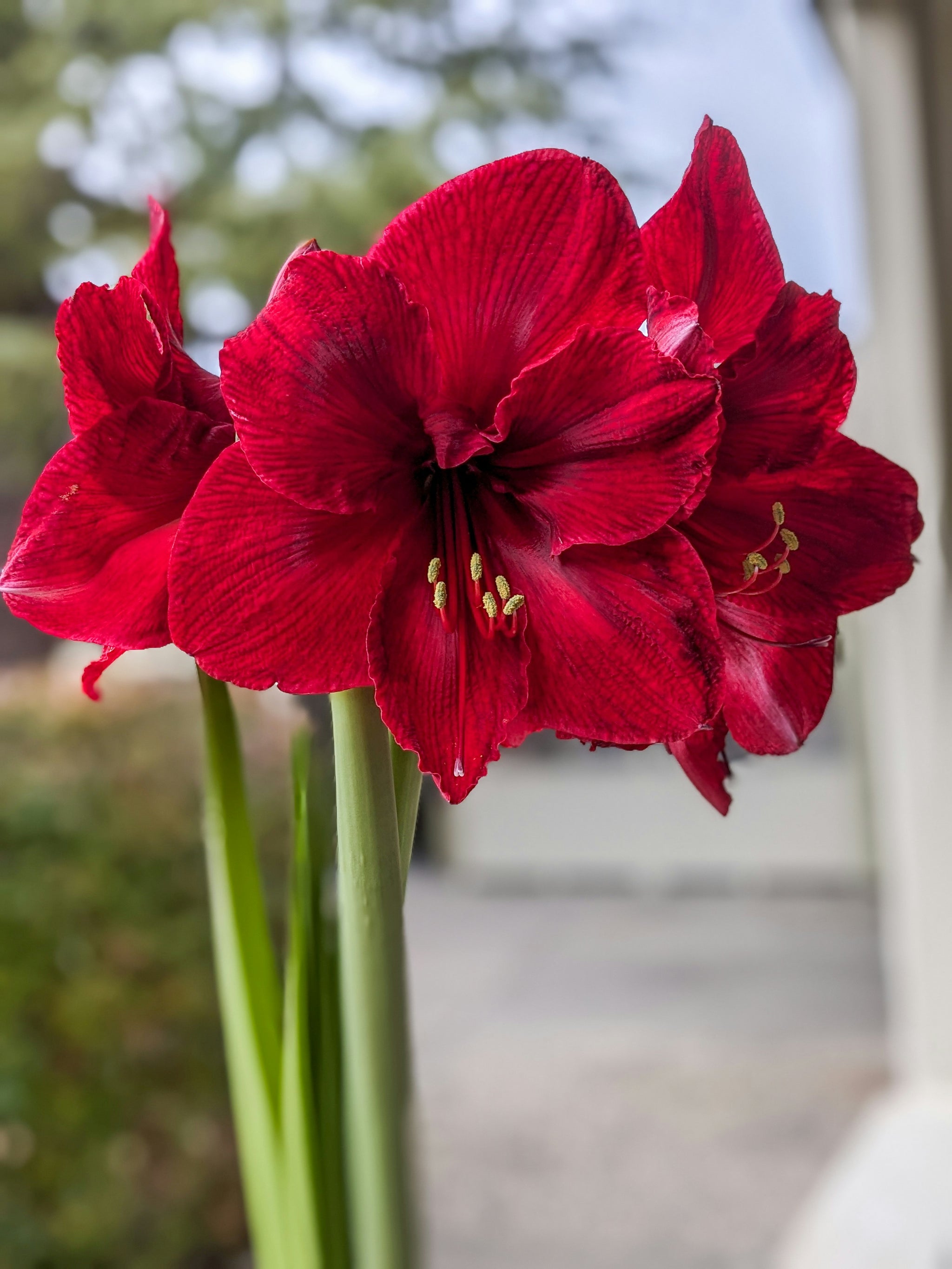 Drei rote blühende Amaryllis Blumen (Red Pearl’.