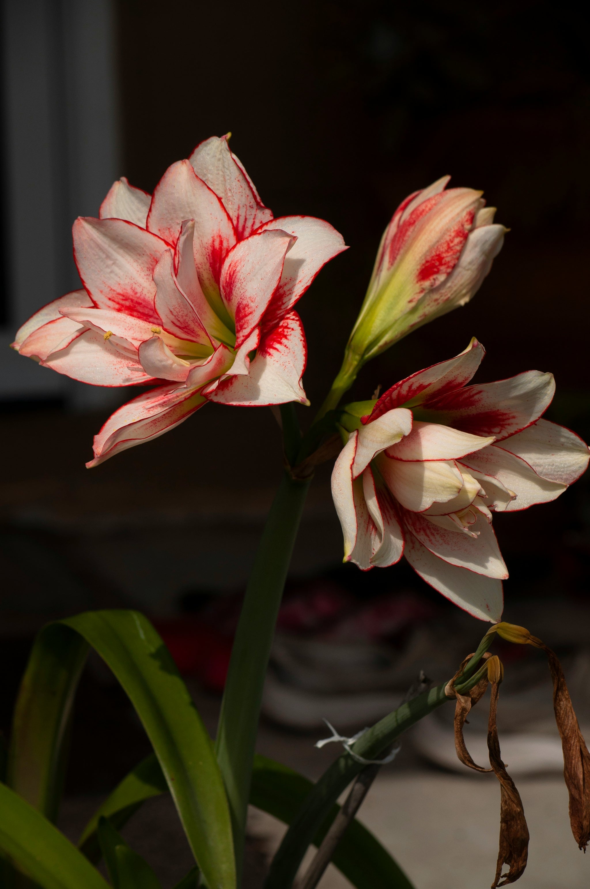 Blüten und Blütenknospe der weißen Amaryllis ‘Elvas’ mit rotem Blütenrand.