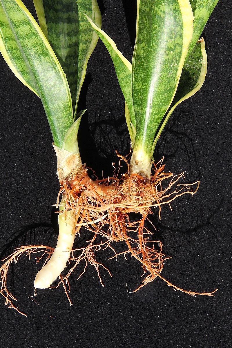 Dicke, weisse Wurzel als Rhizom zwischen feiner verzweigten Haarwurzeln zweier Sansevieria-Ableger