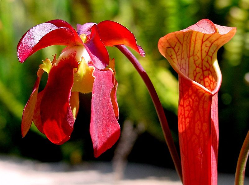 Tiefroter Schlauch einer Sarracenia rubra, daneben eine Blüte in derselben Farbe