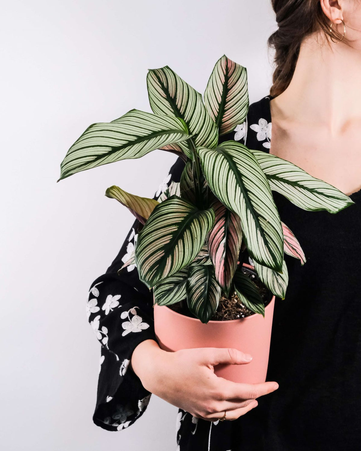 Calathea majestica 'White Star' mit auffälligen, grün-rosa-weissen Blättern und schwarzen Blattadern