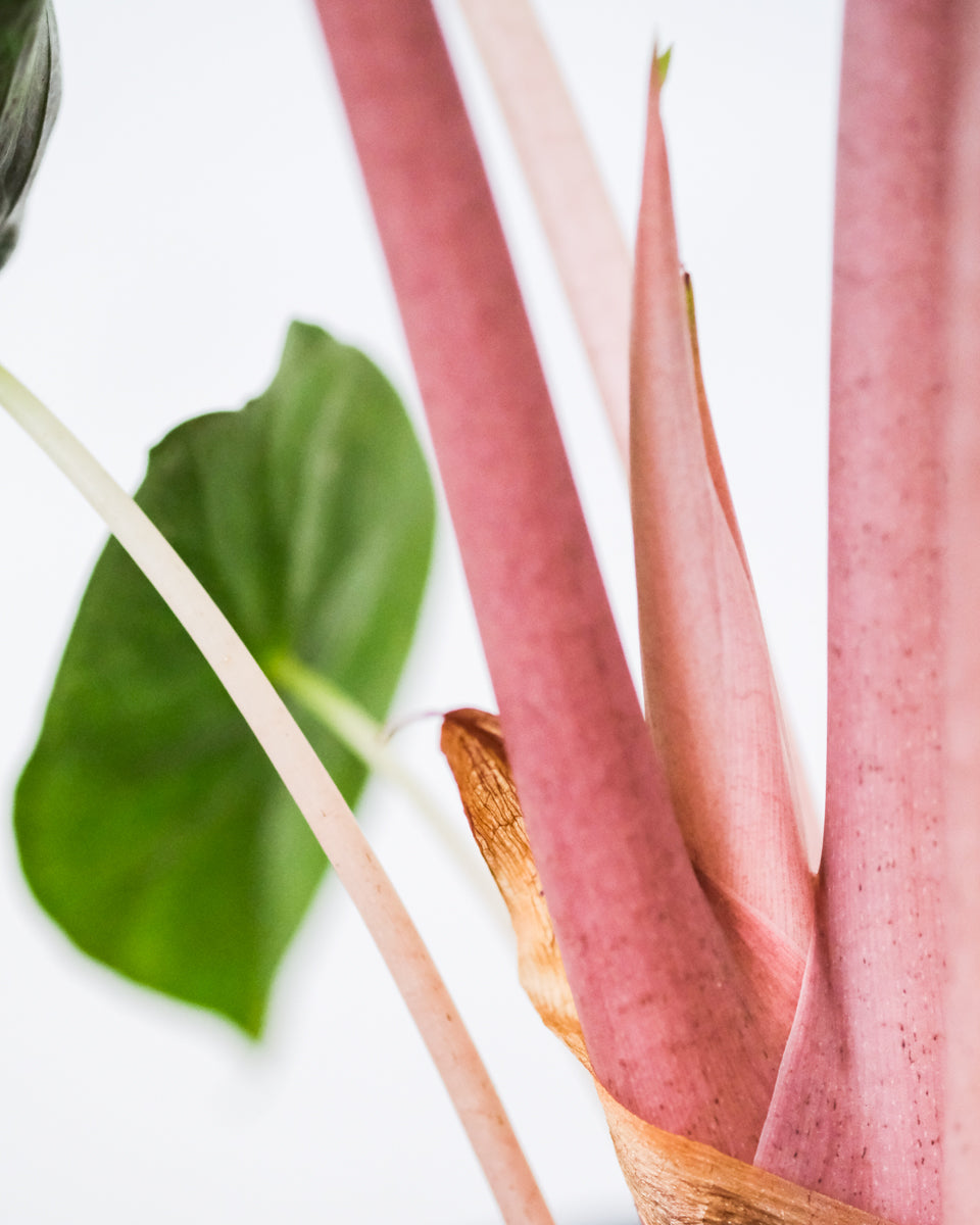 Alocasia Pink Dragon mit pinken Stängeln