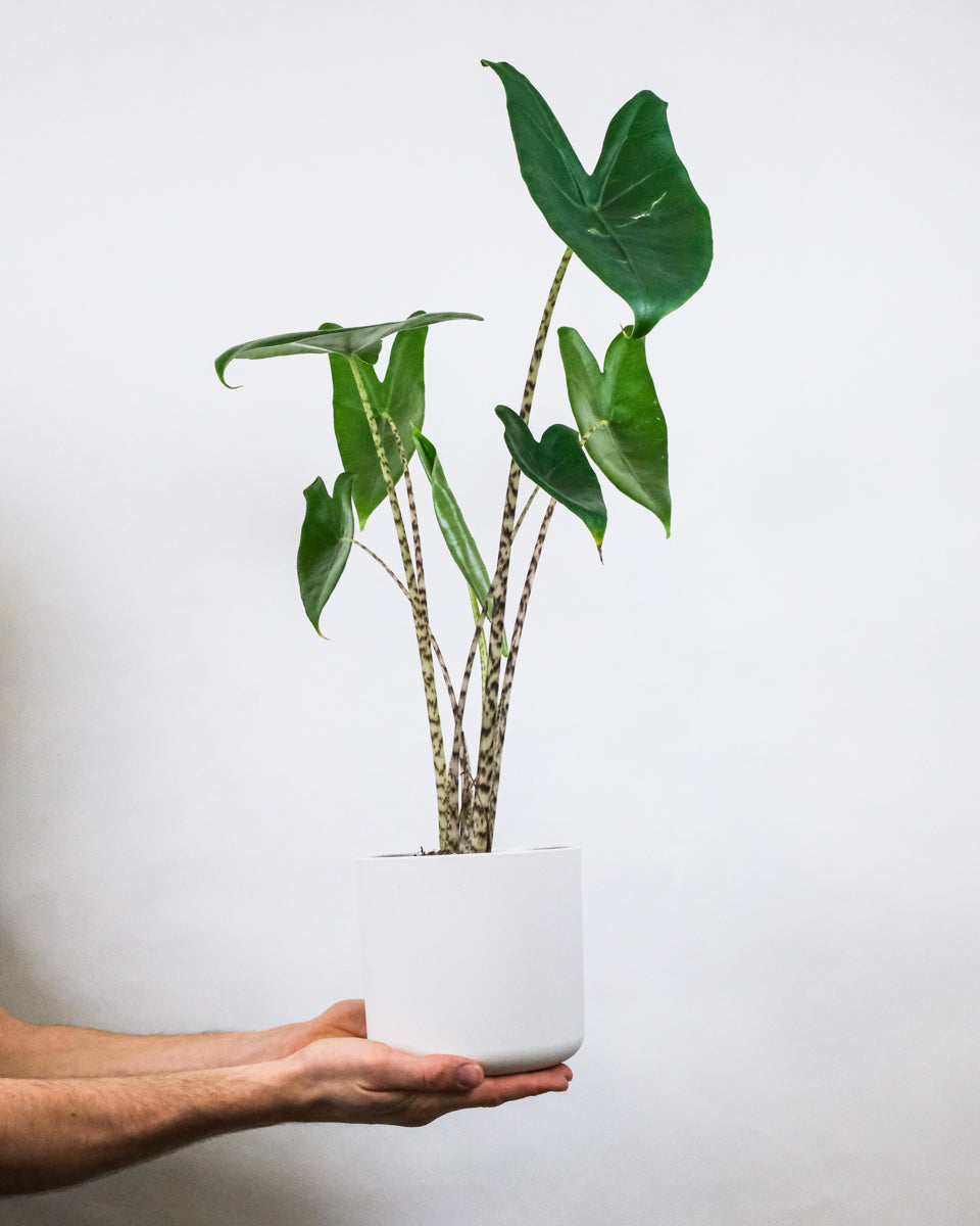 Alocasia zebrina in weissem Topf