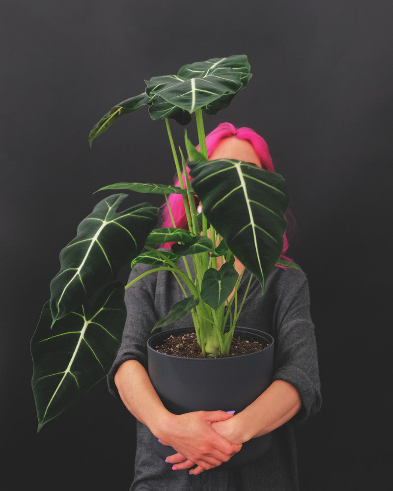 Grosse Alocasia Frydek in anthrazitfarbenem Topf vor dunklem Hintergrund