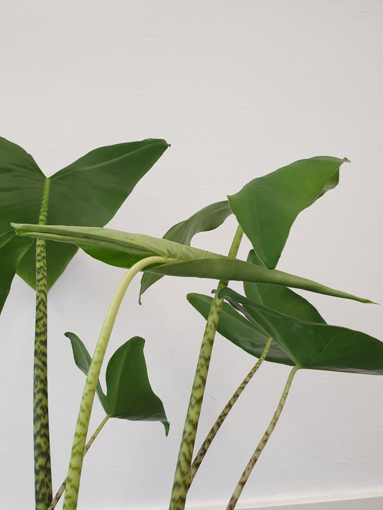 Zusammengerolltes pfeilförmiges neues Blatt einer Alocasia