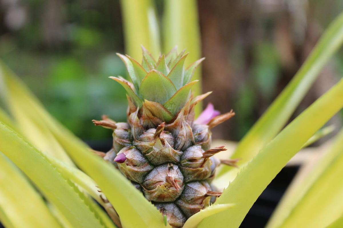 Ananas in freier Wildbahn wachsend