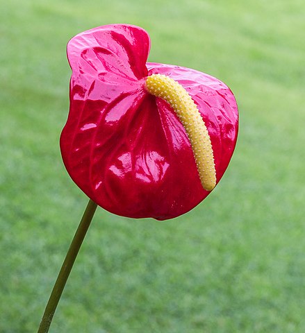 Rote Blüte der Anthurium andreanum