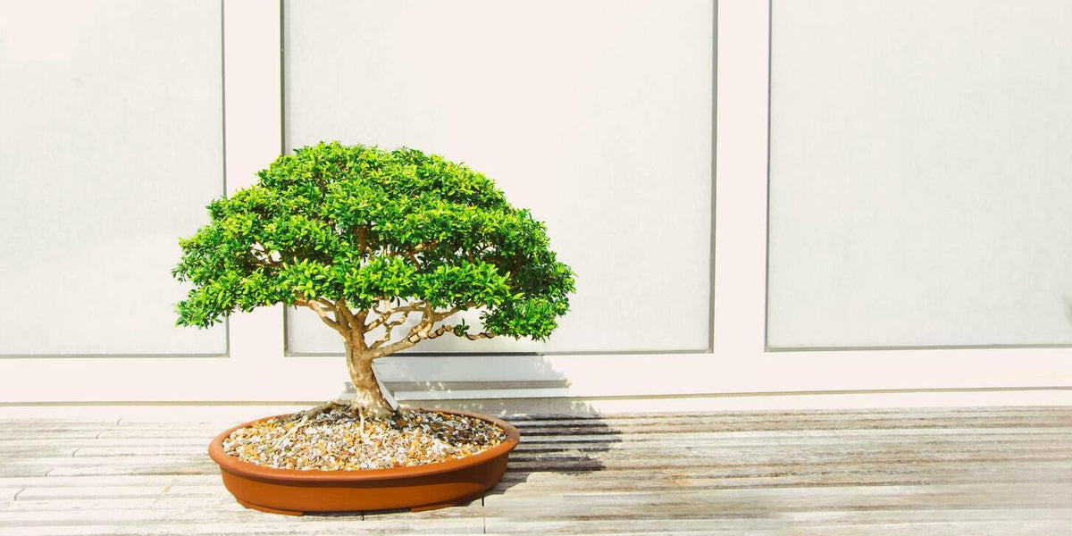 Bonsai in flacher Tonschale mit Ziersteinen auf einem Holzboden