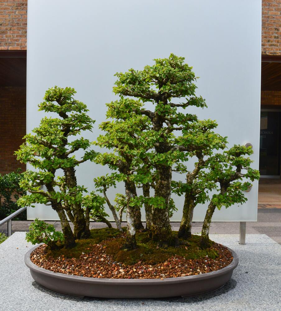 Mehrstämmiger Bonsai mit kleinen Blättern in einer flachen, breiten, grauen Schale