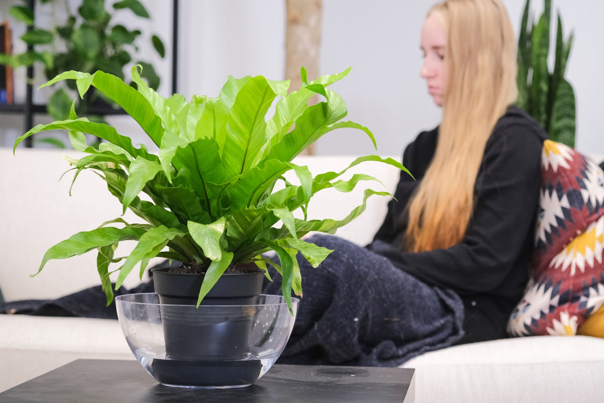 Ein Nestfarn steht auf einem Tisch und wird in einer Schale von unten gewässert (Bottom Watering)