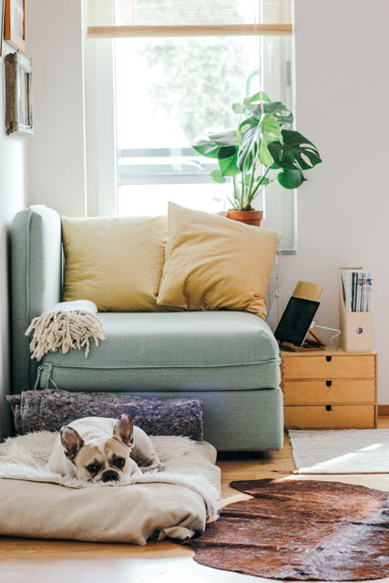 Monstera steht auf dem Fensterbrett und ragt hinter dem grauen Sofa hervor