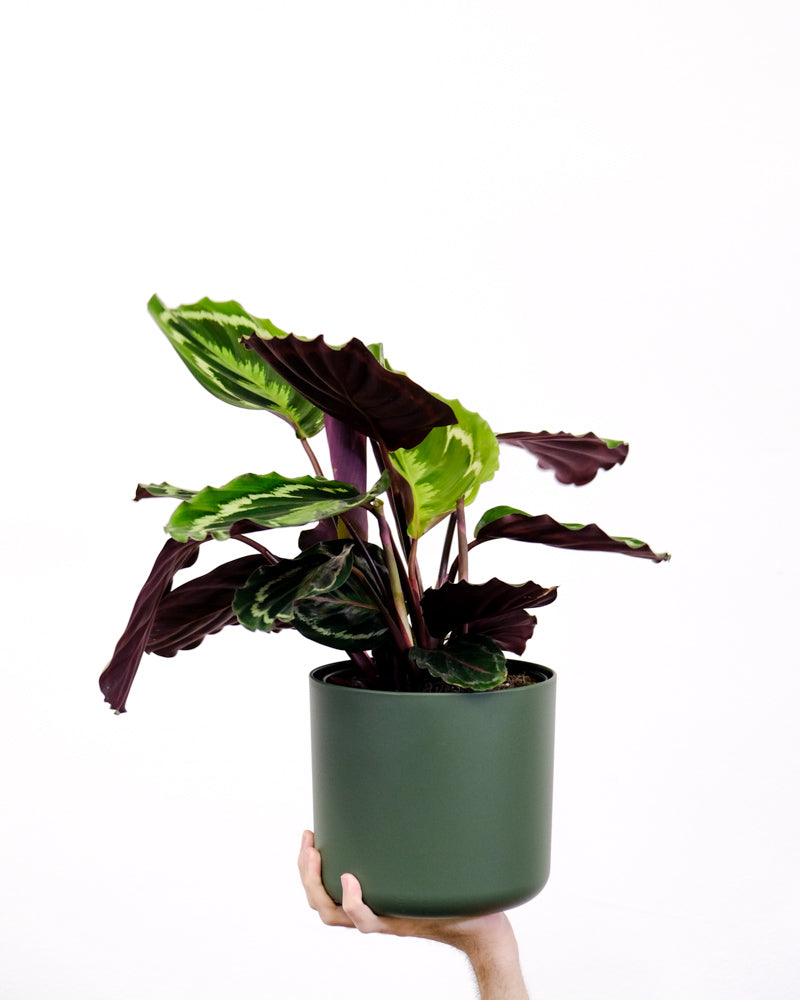 Calathea Roseoptica in grünem Übertopf auf einer Hand stehend