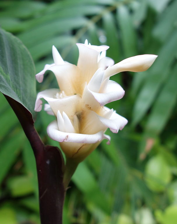 Weisse Blüte einer Calathea