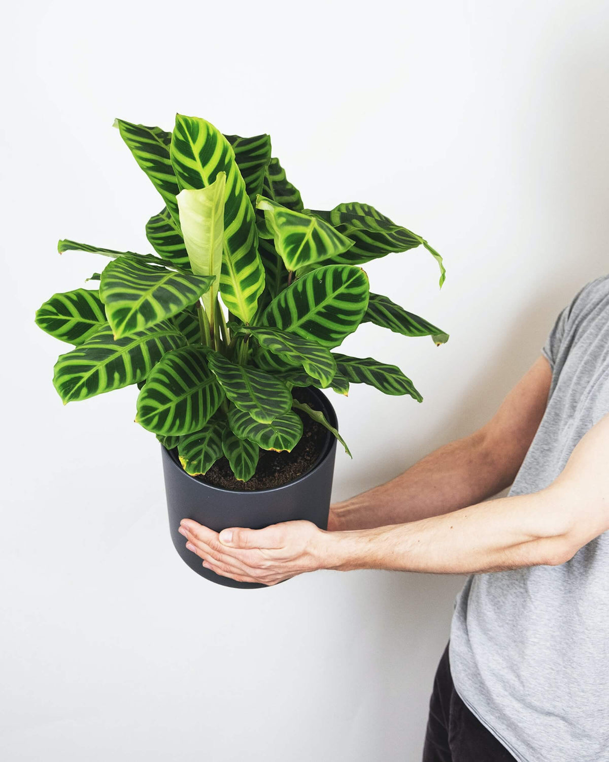 Calathea zebrina mit auffälligen, grün gestreiften Blättern