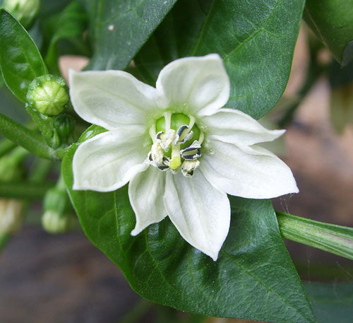 Chili-Blüte als weisse Blume