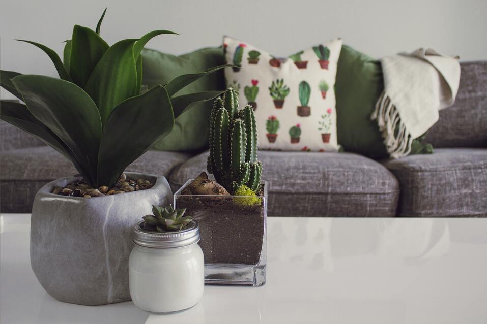 Sukkulenten in verschiedenen Töpfchen auf einem Couchtisch, dahinter ein graues Sofa mit Kissen mit Pflanzenprint