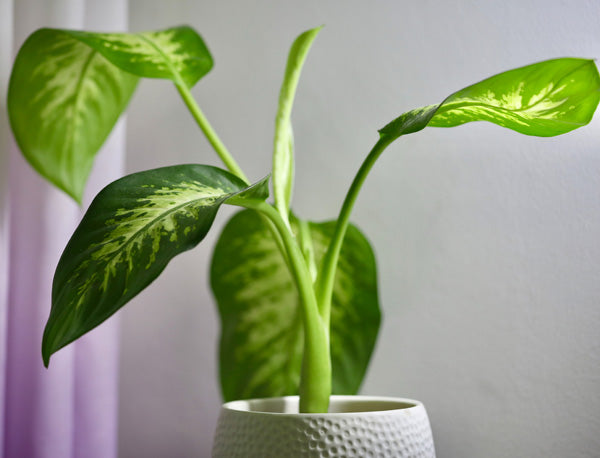 Dieffenbachia mit wenig Weiss- und Beige-Anteil auf den Blättern in einem weissen Topf