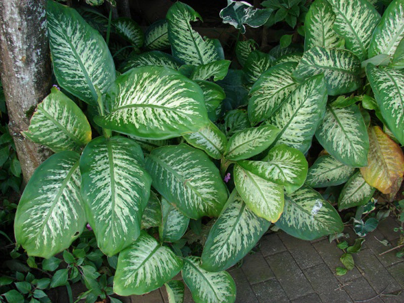 Syngonium podophyllum mit rosafarbenen, eingeschnittenen Blättern