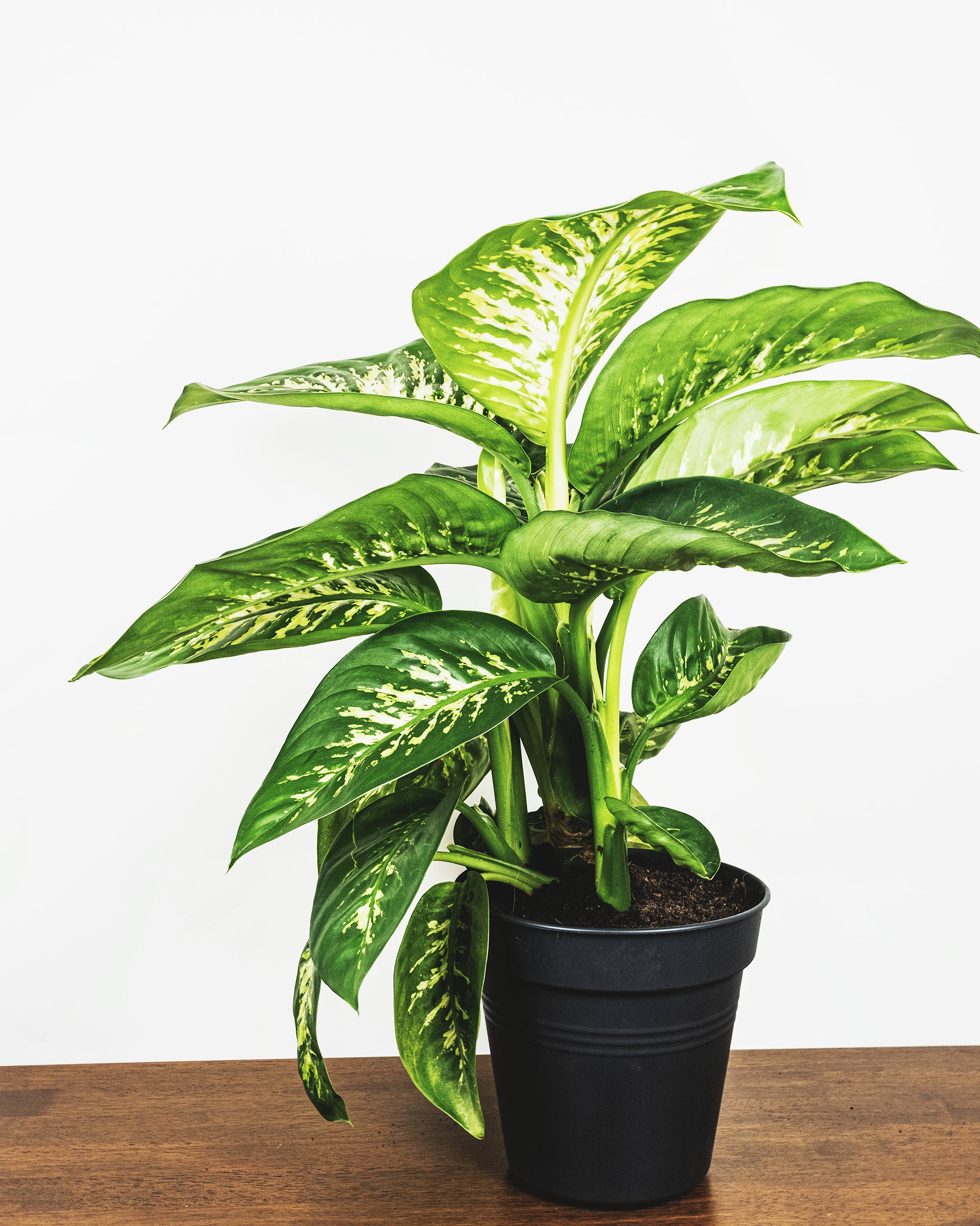 Dieffenbachia seguine mit leicht gelblichen Strichen als Blattzeichnung und in schwarzem Innentopf