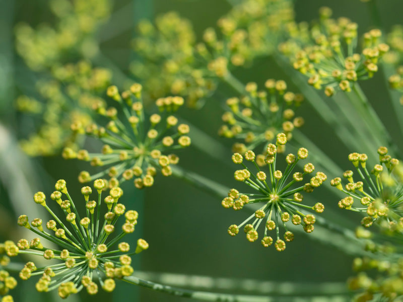 Doldenförmiger Blütenstand mit gelben, kleinen Blüten