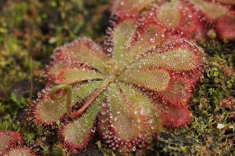 Drosera aliciae in Seerosenform mit roten Rändern und Tröpfchen auf den Tentakeln