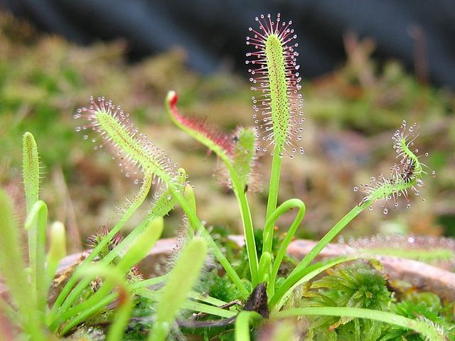 Drosera capensis mit vielen Tröpfchen an Tentakeln, die oben an abgerundeten Trieben stecken