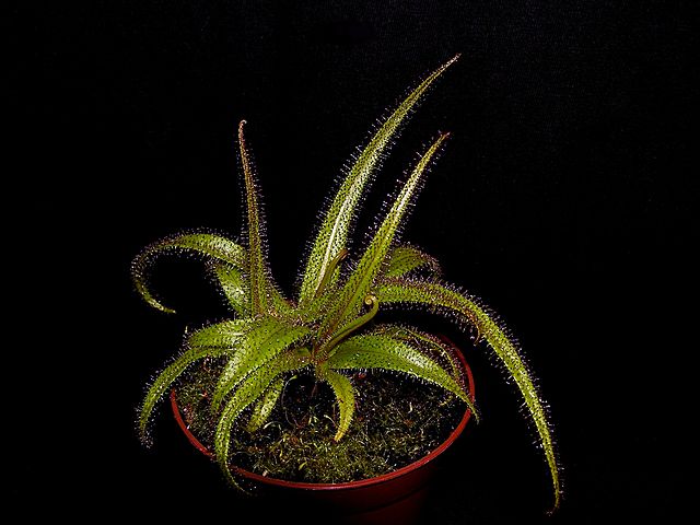 Drosera regia mit grünen, spitzen Blättern vor schwarzem Hintergrund