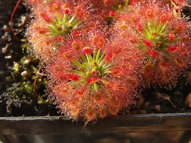 Drosera roseana mit kugelig angeordneten, roten Tentakeln