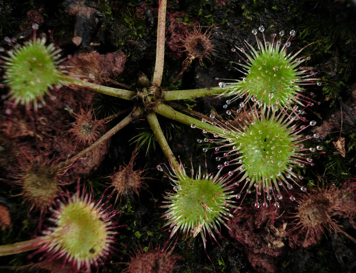 Drosera rotundifolia mit grünen, runden Blättern, an denen die Tröpfchen hängen