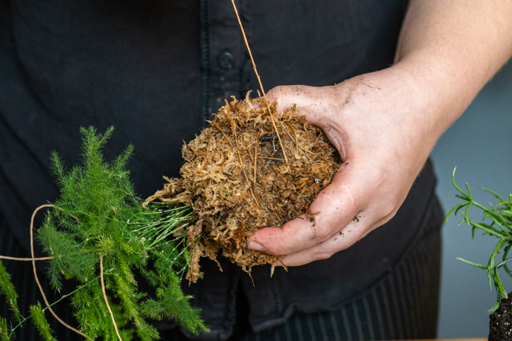 Das Moos der Kokedama wird mit einem braunen Draht an der Erdkugel festgemacht.