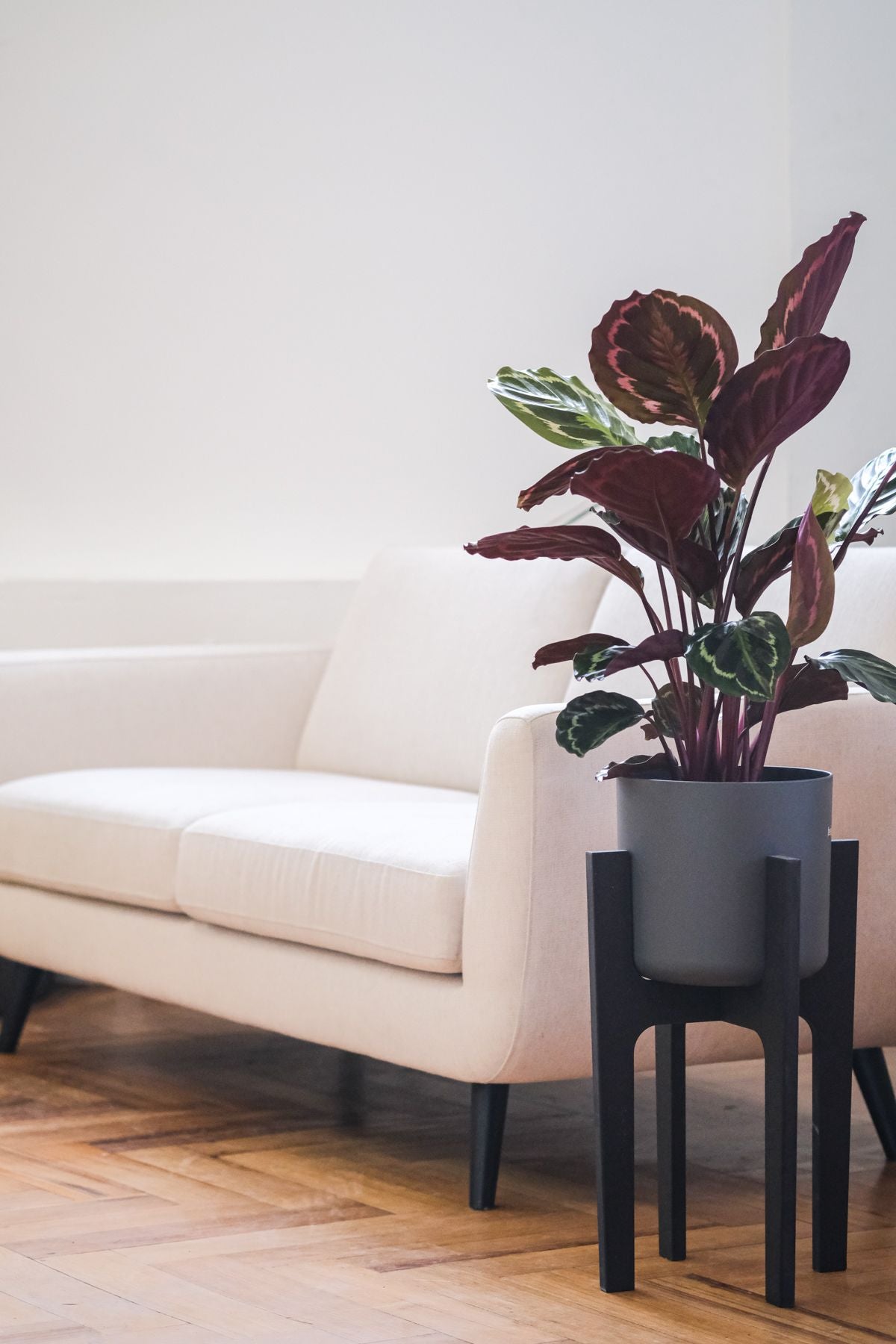 Calathea Roseopicta auf dunklem Pflanzenständer neben einem weissen Sofa auf Holzboden