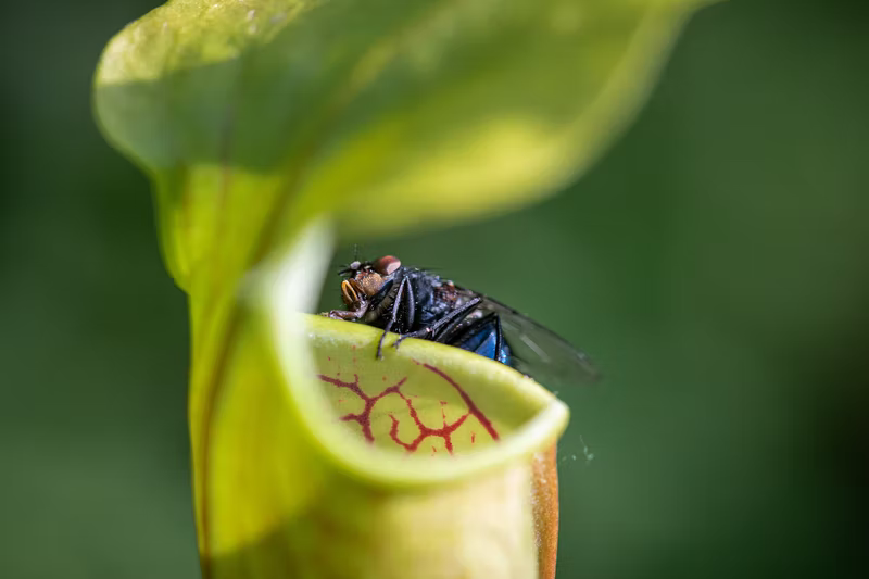 Nahaufnahme einer Kanne der Schlauchpflanze mit einer Fliege am Rand