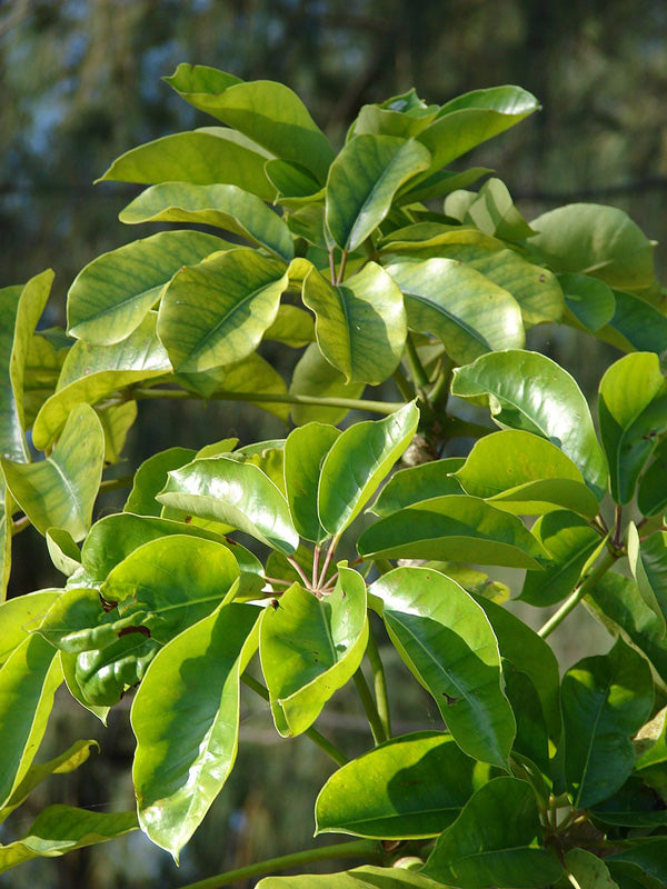 Großblättrige Schefflera