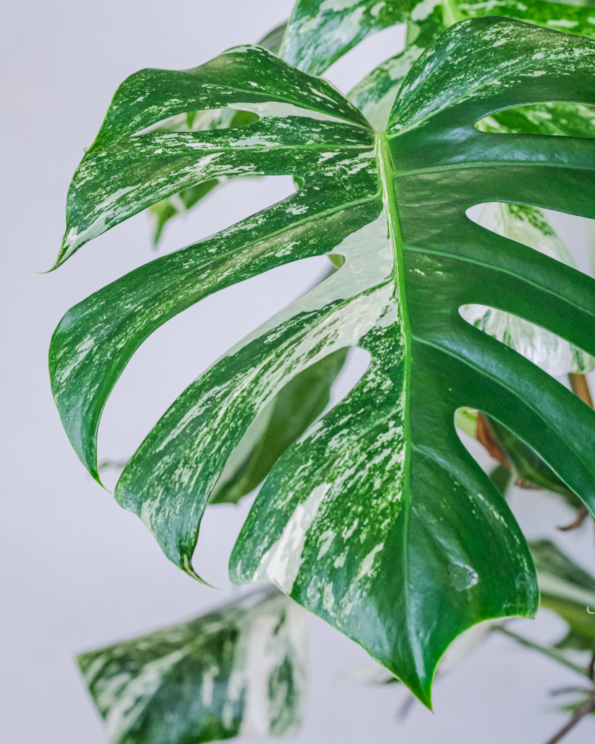 Blatt einer Monstera deliciosa variegata mit weissen Sprenkeln