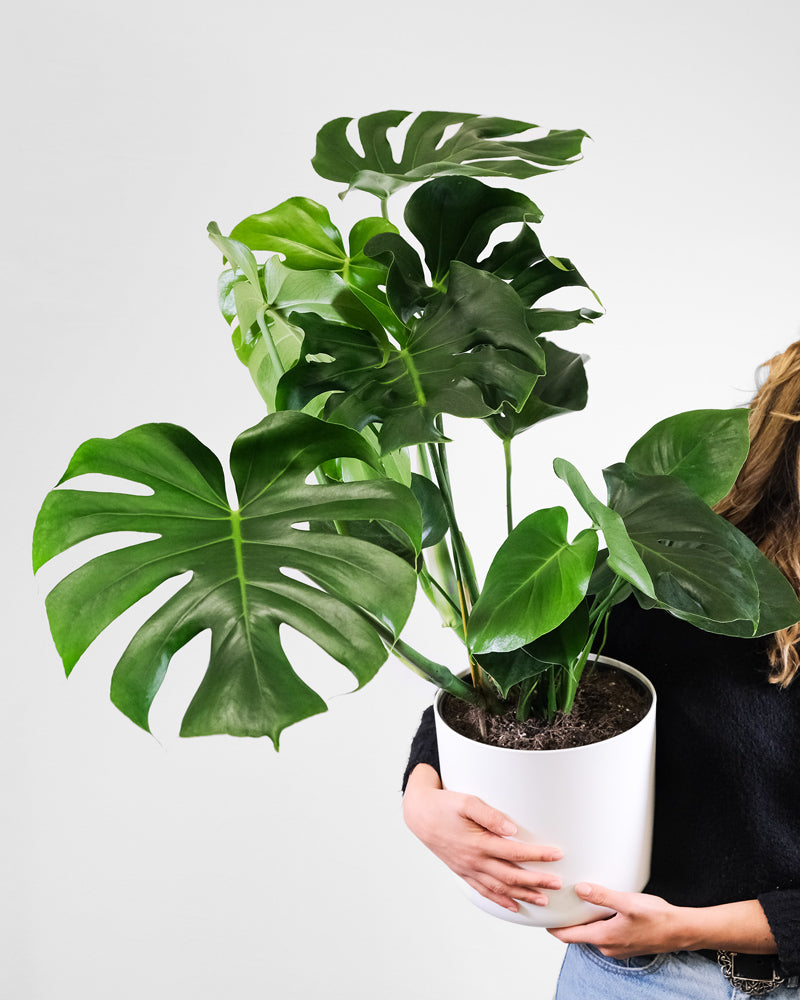 Grosse Monstera in weissem Topf