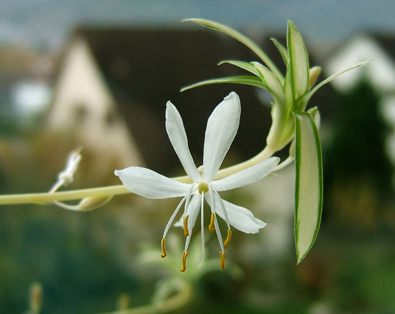 Spross einer Grünlilie mit weisser Blüte und Kindel am Ende