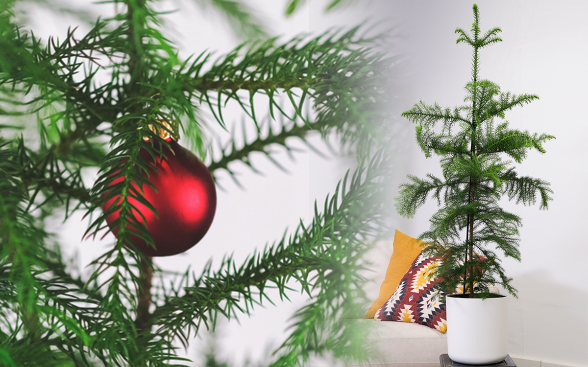 Detailaufnahme einer roten Christbaumkugel am Baum, rechts daneben die Zimmertanne als Ganzes in einem weissen Topf vor einem Sofa mit zwei gelb-roten Kissen