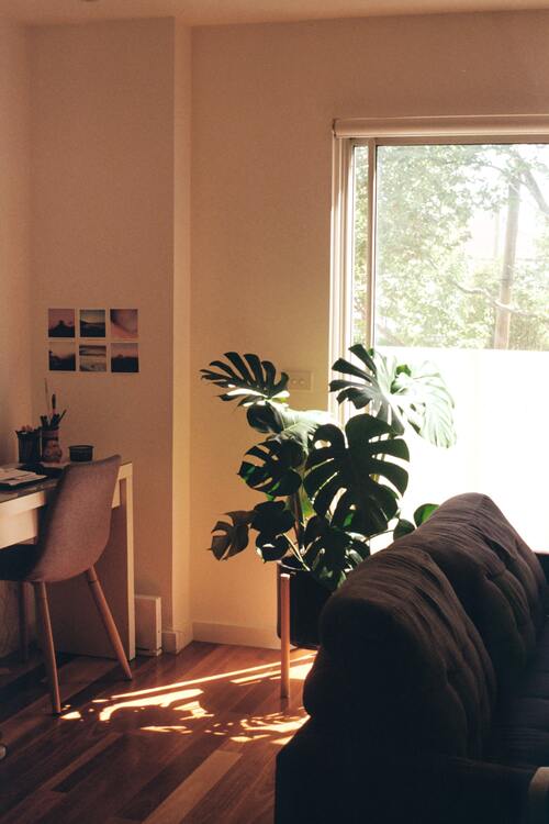 Grosse Monstera hinter einem Sofa im Licht eines grossen Fensters