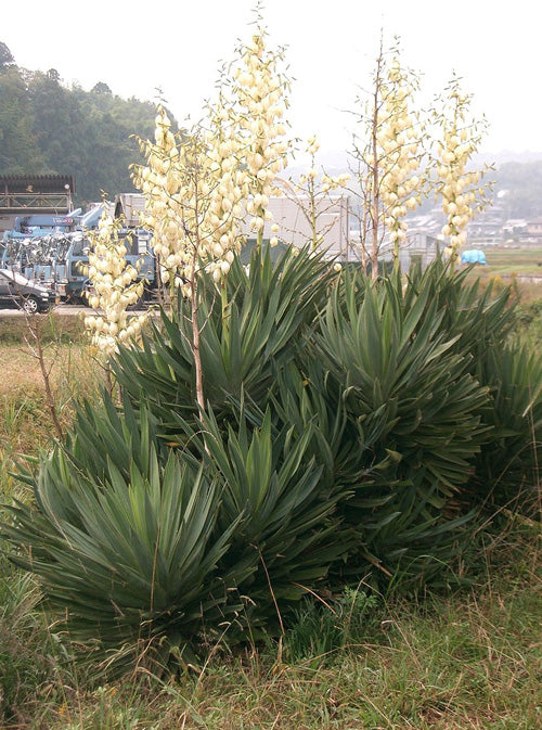 Kerzen-Palmlilie draussen mit gelb-weissen Blüten