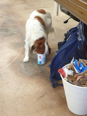 Hund Kimmy schleckt einen Becher mit Magerquark auf dem Boden aus.