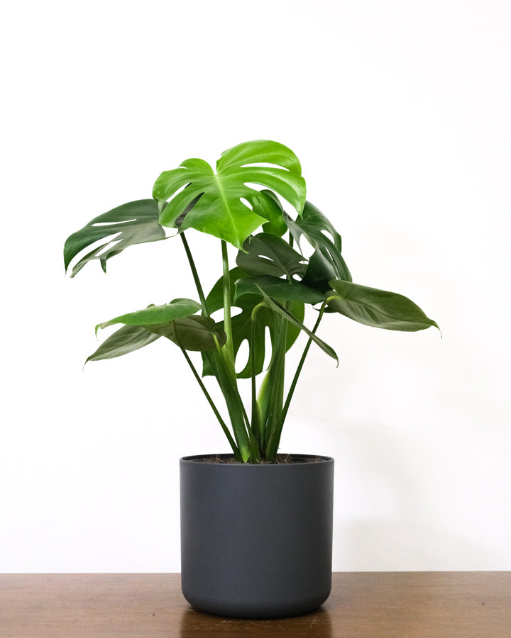 Monstera in anthrazitfarbenem Topf