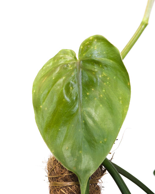 Läuse-Spuren als gelbe Punkte auf dem jungen, hellgrünen Blatt einer Monstera