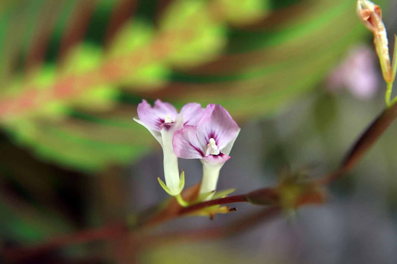 Maranta leuconeura kerchoveana mit einzelnen dunkelgrünen Flecken auf lindgrünen Blättern, in der Mitte eine weisse Blüte