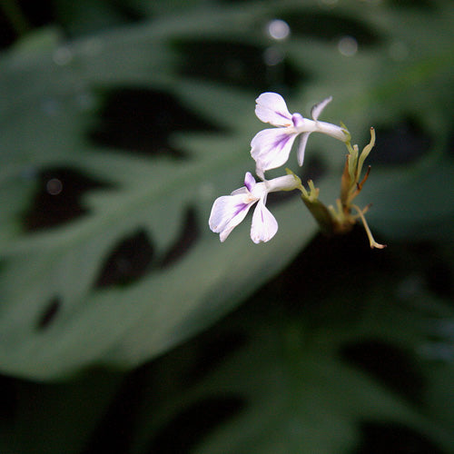 Maranta leuconeura kerchoveana mit einzelnen dunkelgrünen Flecken auf lindgrünen Blättern, in der Mitte eine weisse Blüte