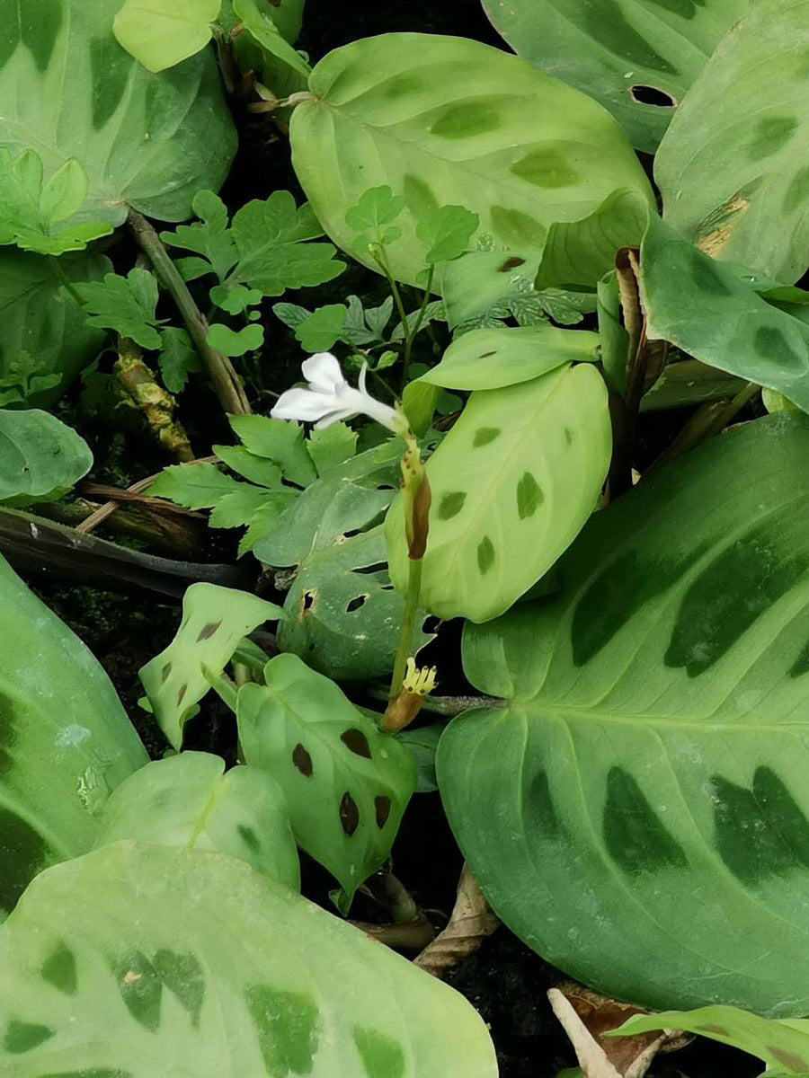 Maranta leuconeura kerchoveana mit einzelnen dunkelgrünen Flecken auf lindgrünen Blättern, in der Mitte eine weisse Blüte