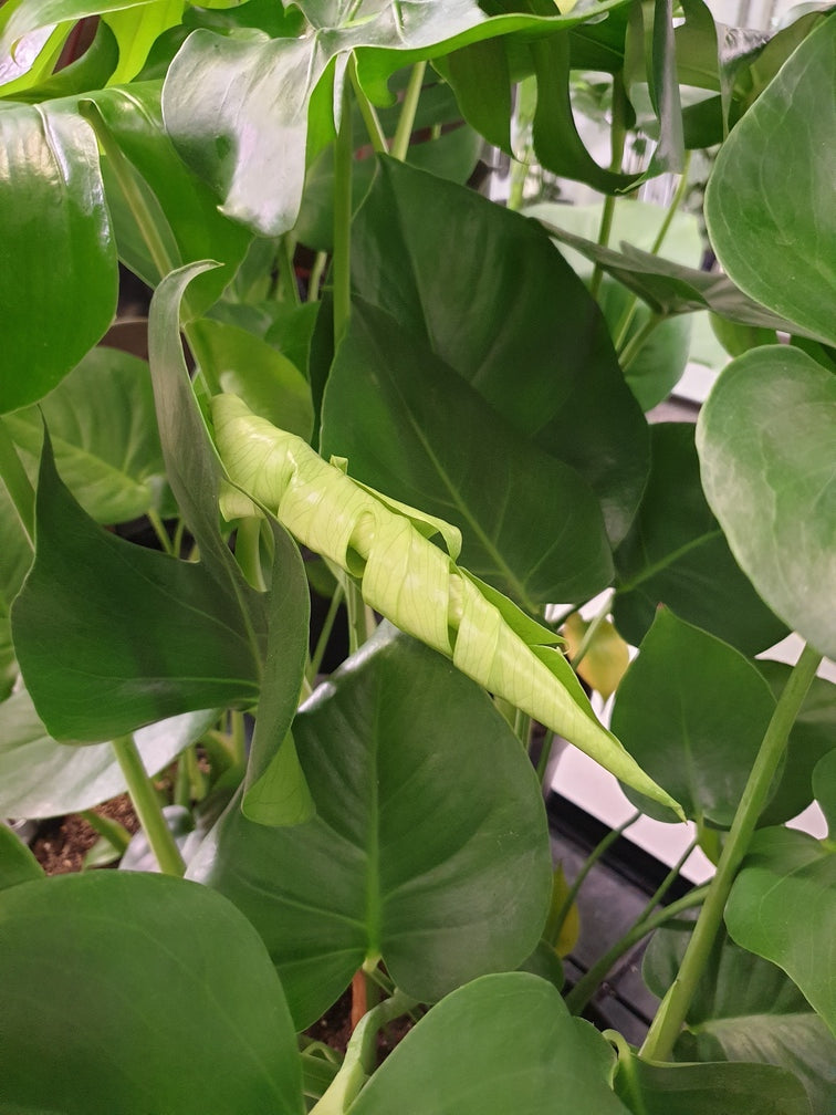 Zusammengerolltes neues Blatt einer Monstera