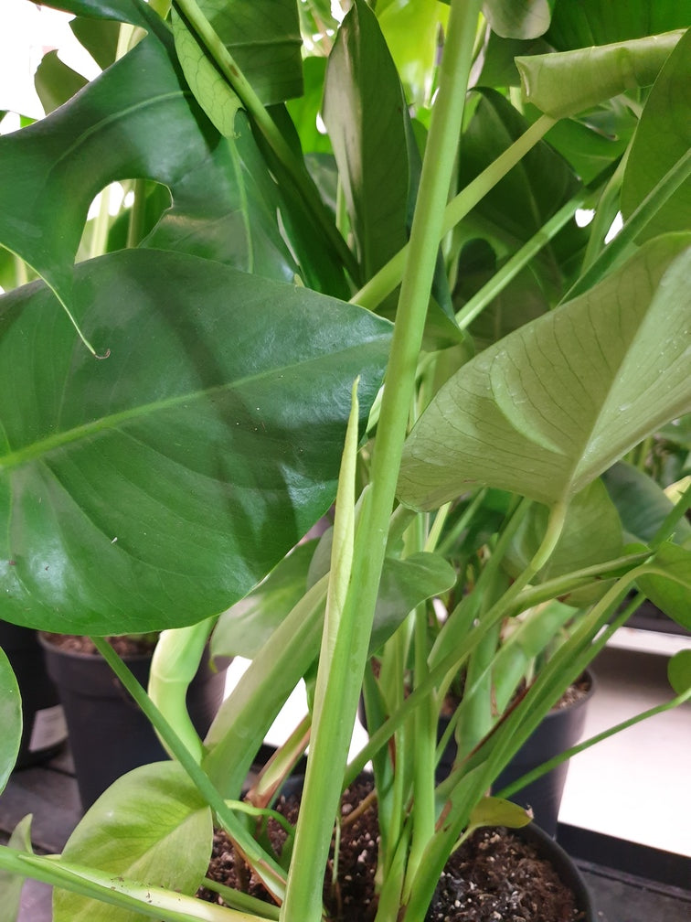 Spitzchen eines beginnenden Blatts am Trieb einer Monstera