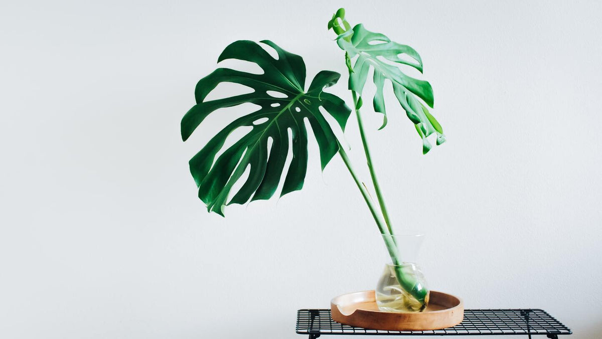 Zwei grosse Monstera-Stecklinge in einem kleinen Glasgefäss auf einem Holztablett